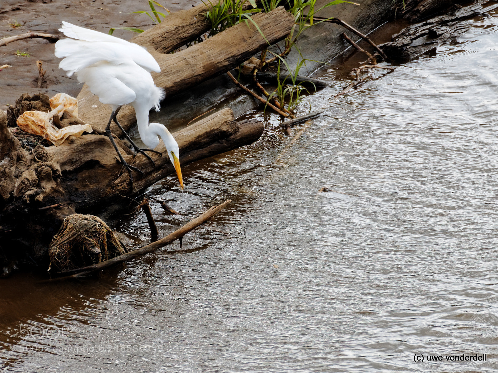 Olympus OM-D E-M1 sample photo. White heron photography