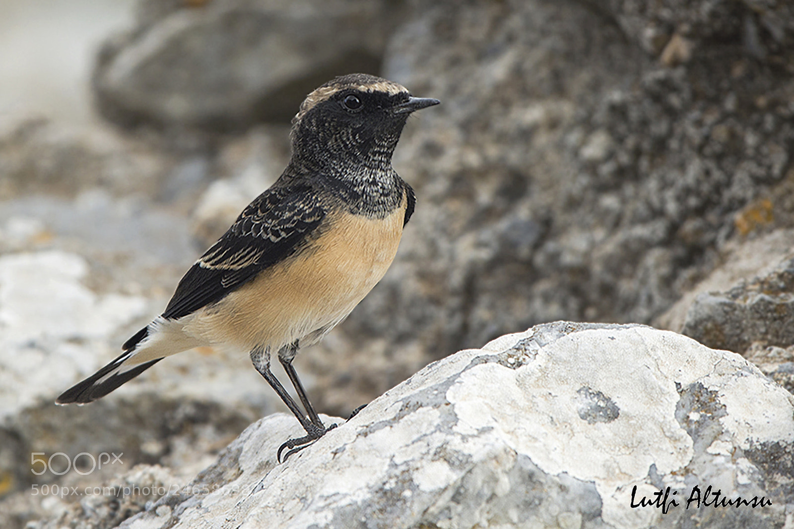 Nikon D7100 sample photo. Cyprus wheatear k br photography