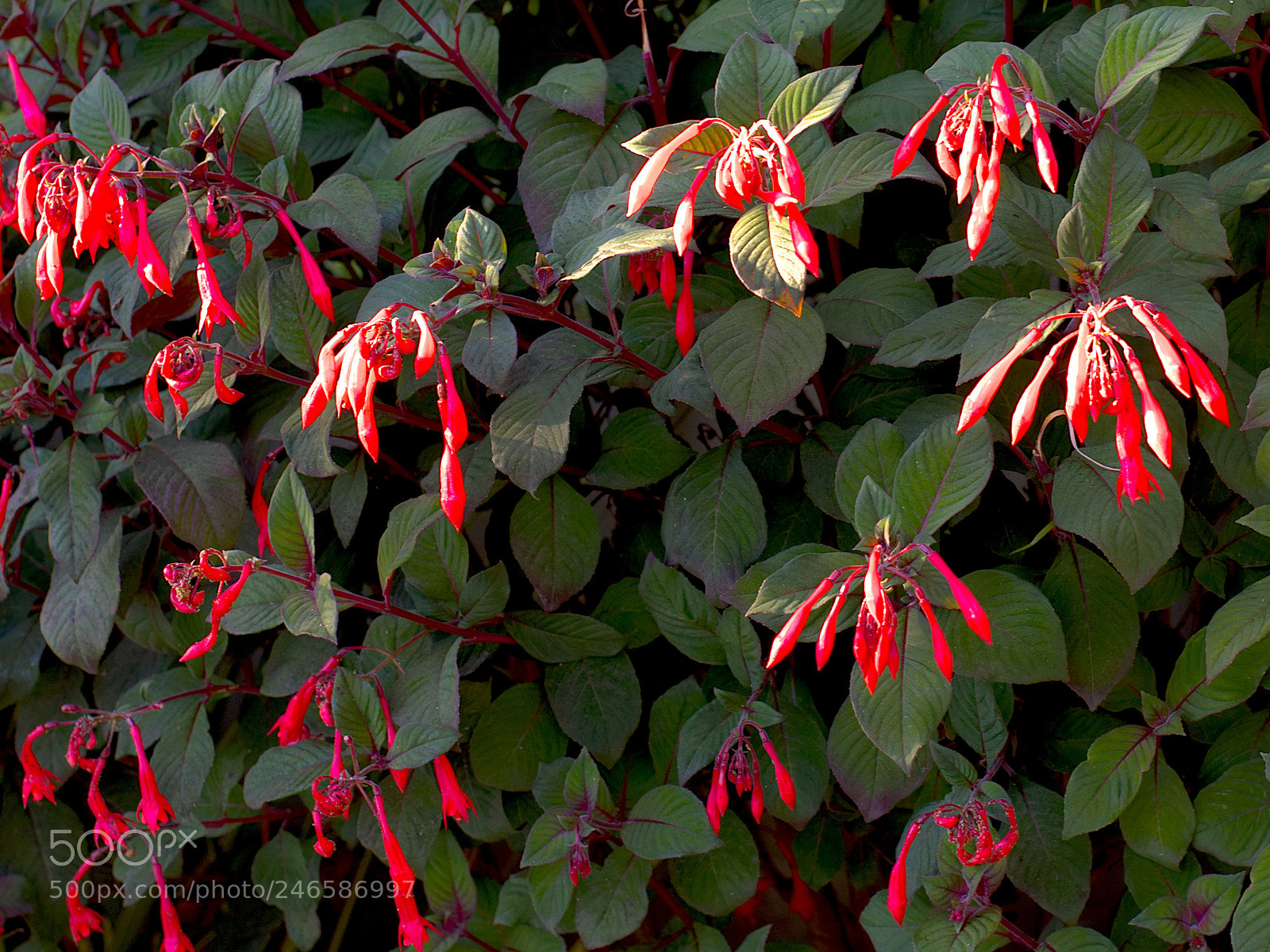 Nikon D7200 sample photo. Red and green photography