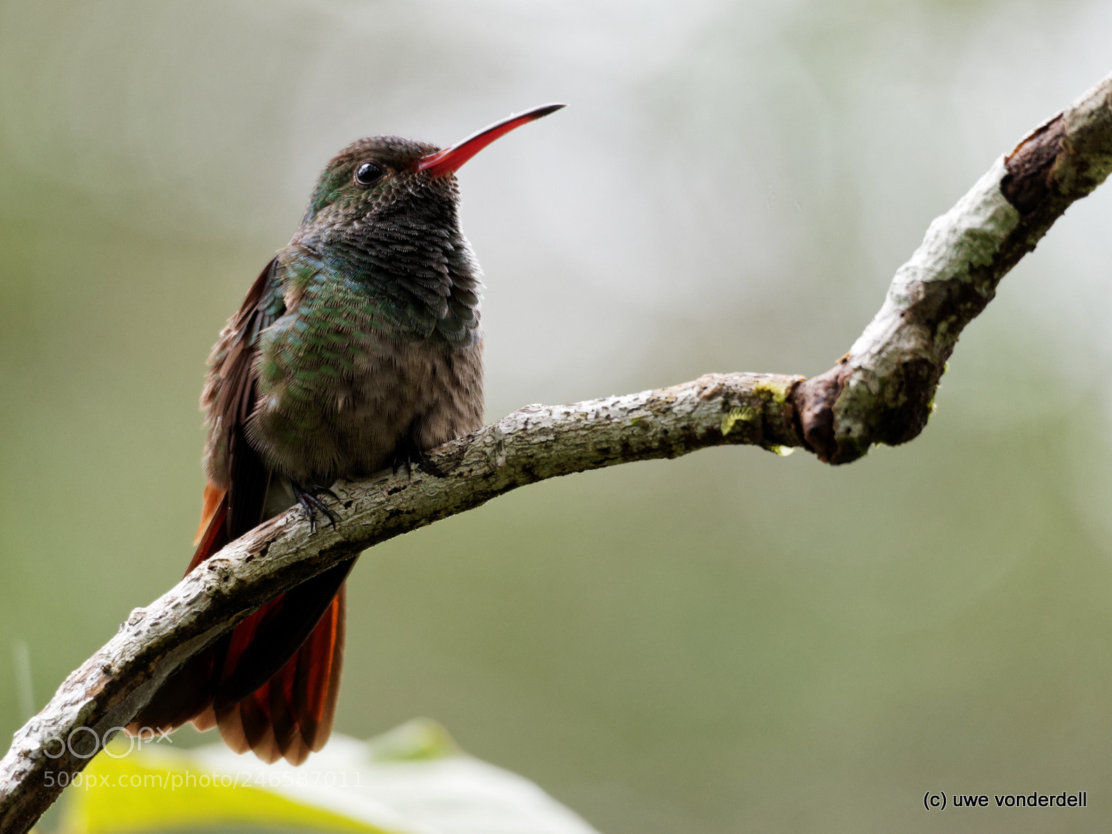 Olympus OM-D E-M1 sample photo. Humming bird photography