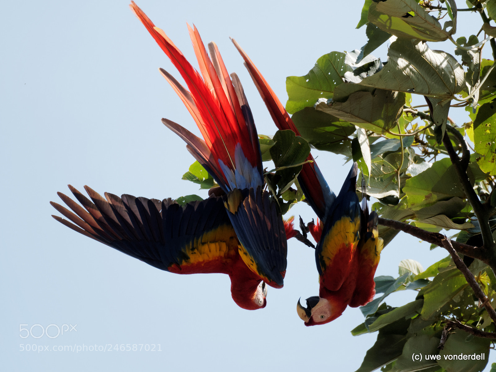 Olympus OM-D E-M1 sample photo. Scarlet macaw photography