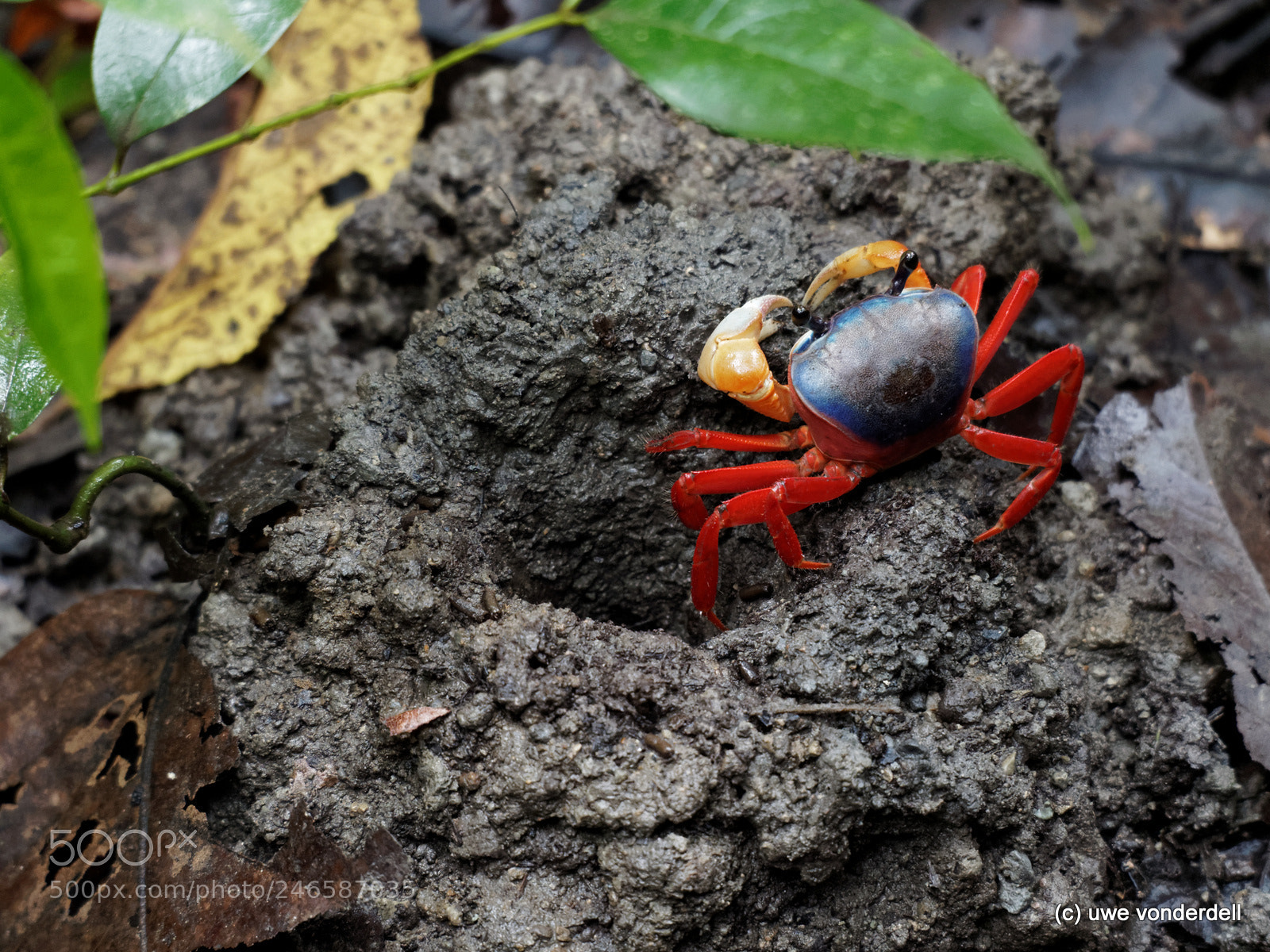 Olympus OM-D E-M1 sample photo. Red land crab, manuel photography