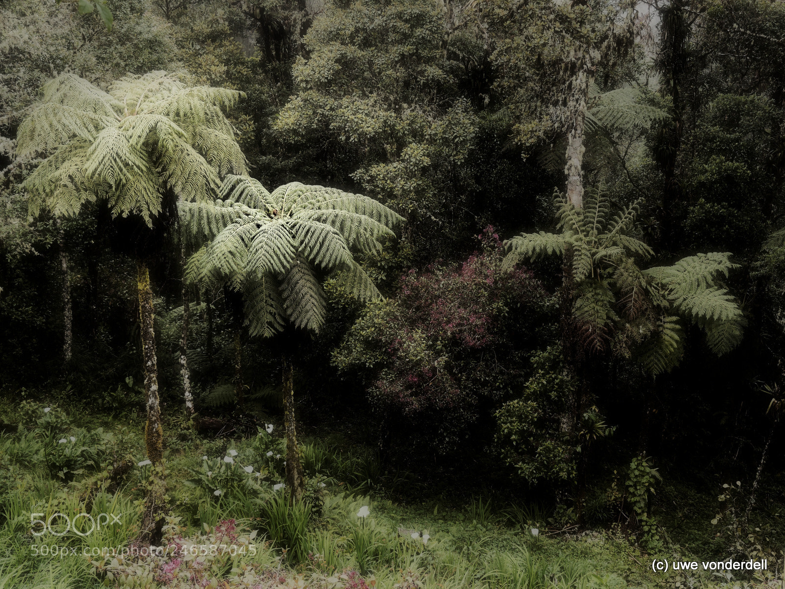 Olympus OM-D E-M5 II sample photo. Palm trees, costa rica photography