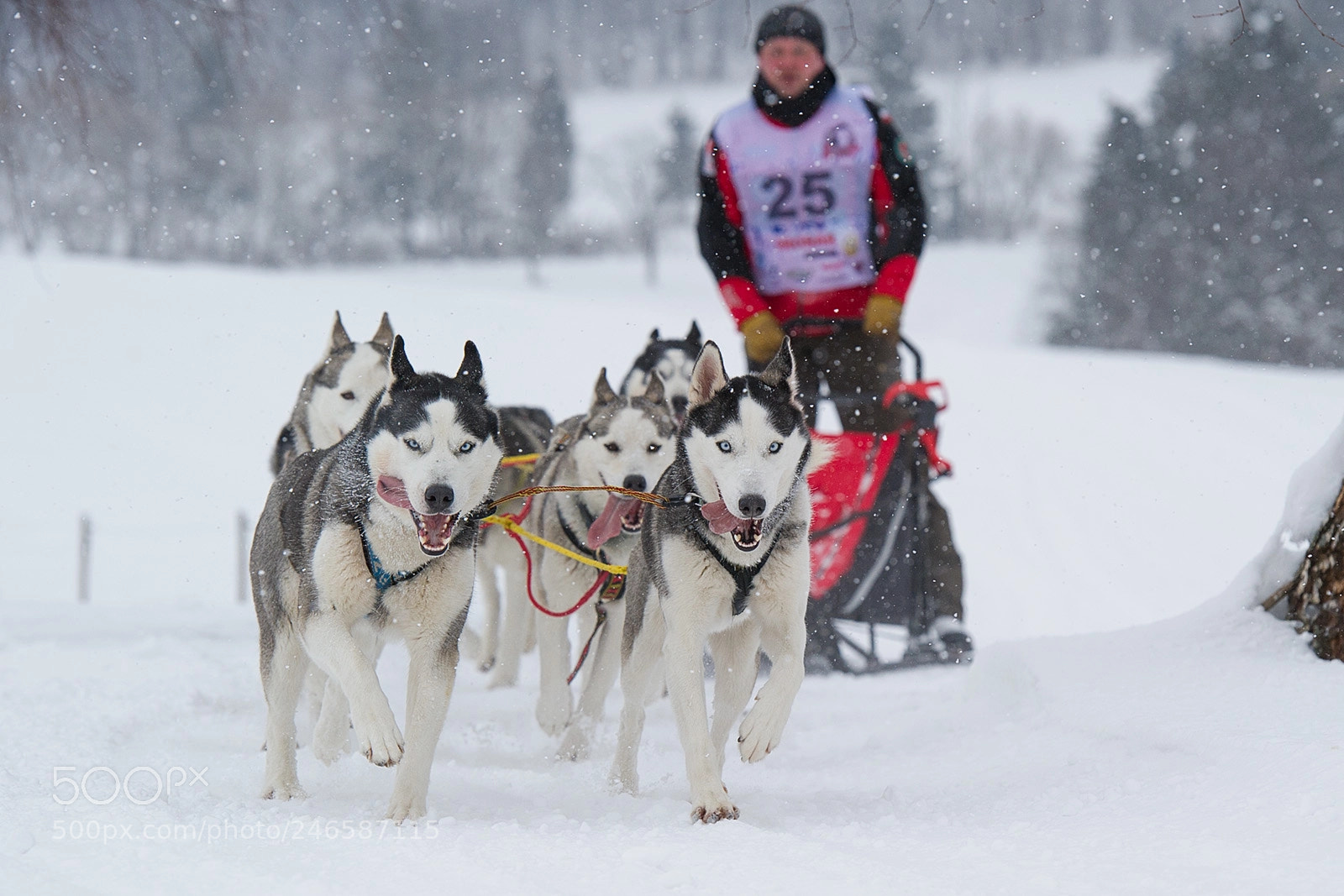 Nikon D3S sample photo. Dog sleds photography