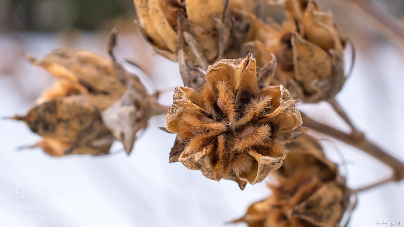 Nikon D5600 sample photo. Snow dried flower photography