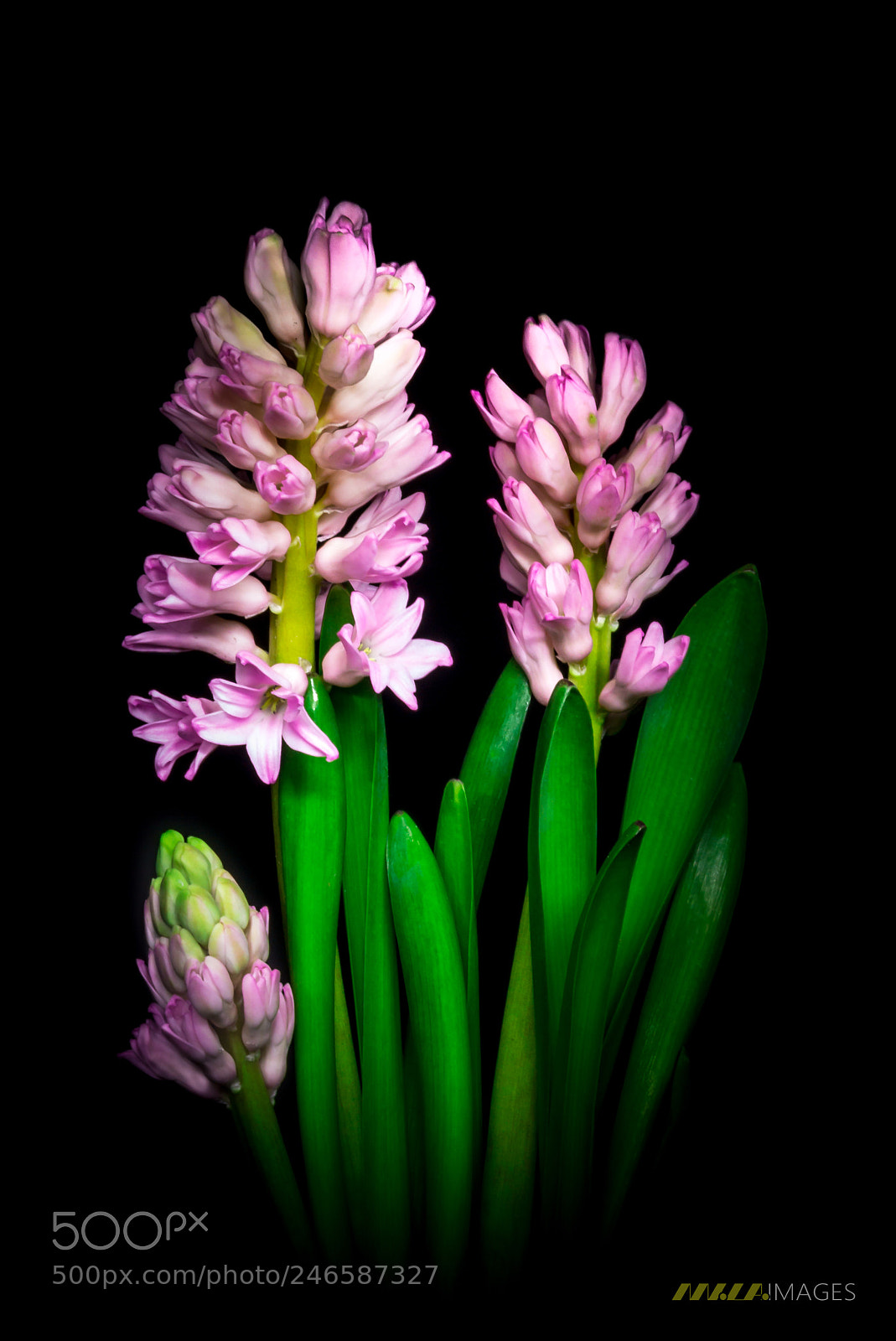 Panasonic Lumix DMC-FZ200 sample photo. Pink hyacinth photography