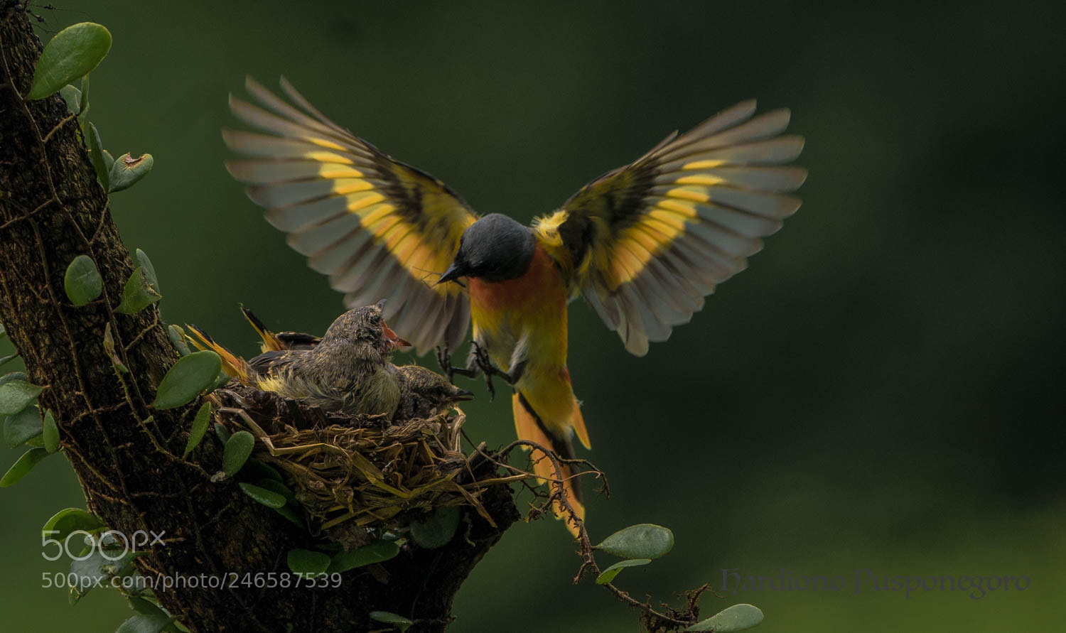 Sony a9 sample photo. Orange male bird feeds photography