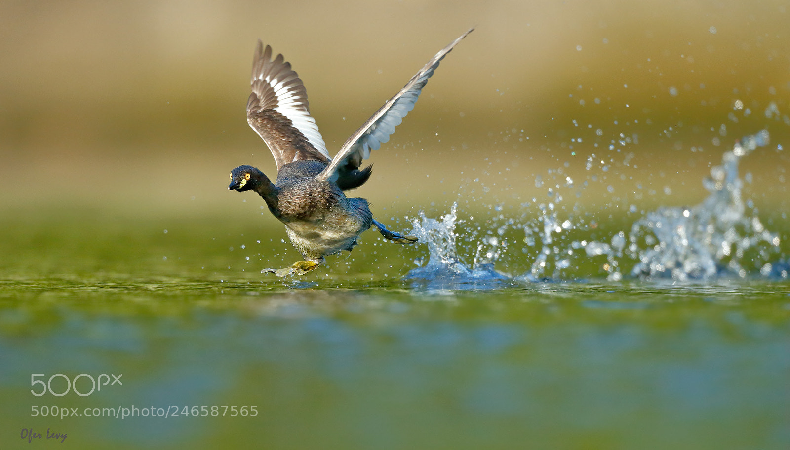 Canon EOS-1D X sample photo. Australasian grebe in a photography