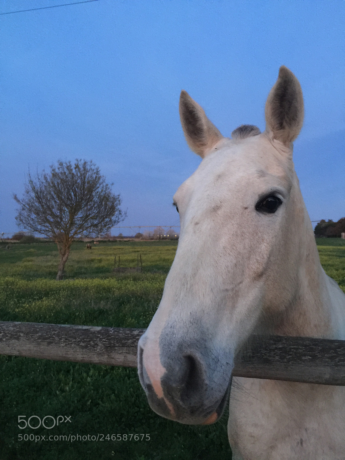 Apple iPhone 6 Plus sample photo. Love horses photography