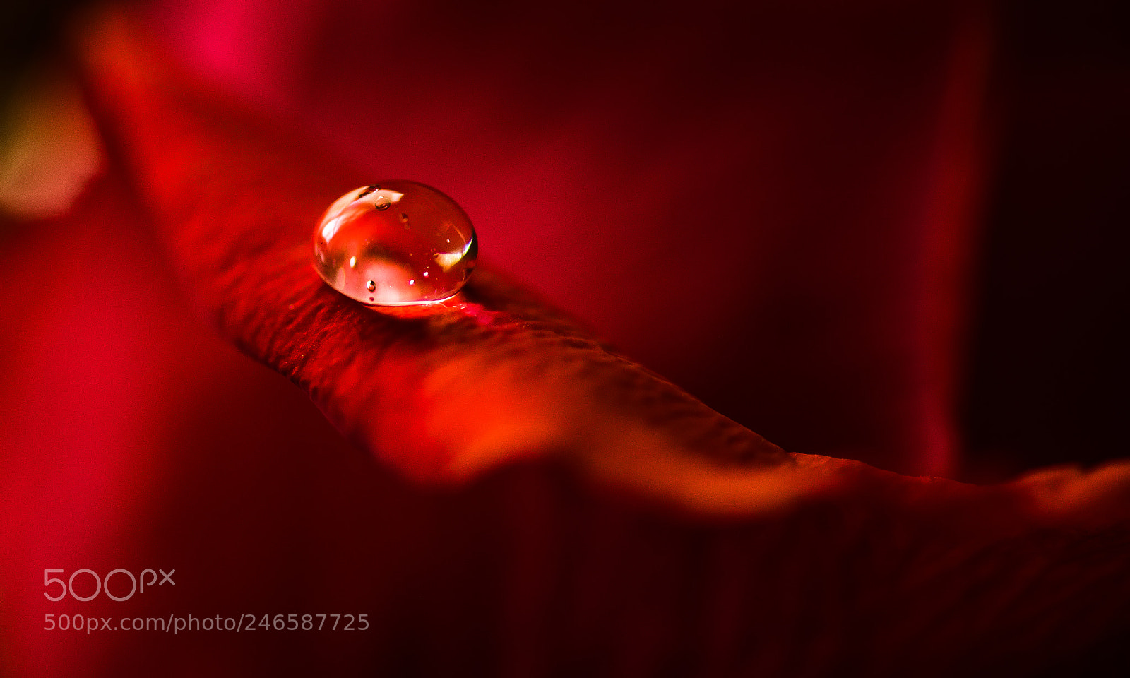 Pentax K-1 sample photo. Red drop photography