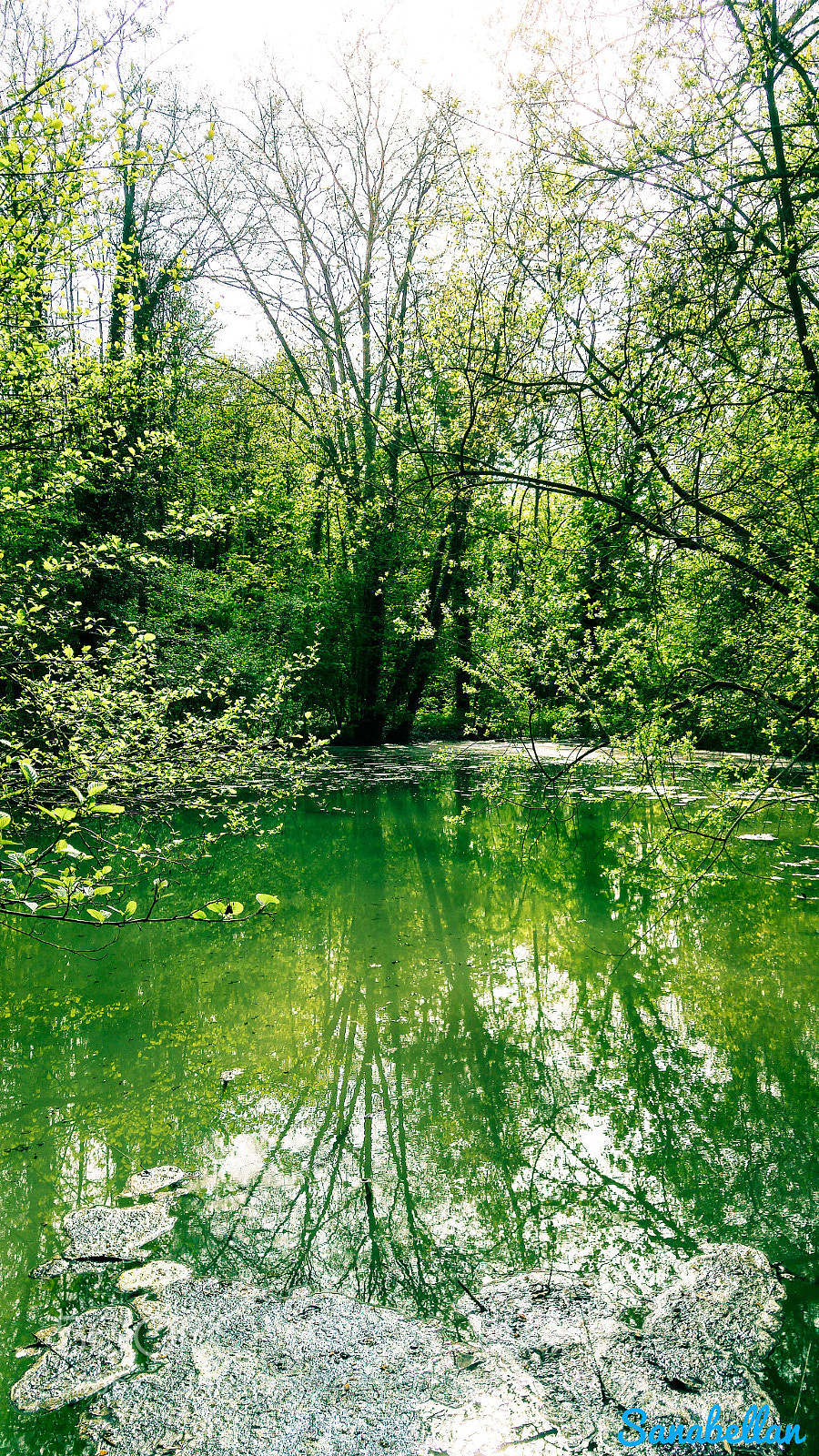 LG G4 sample photo. Green reflexion photography