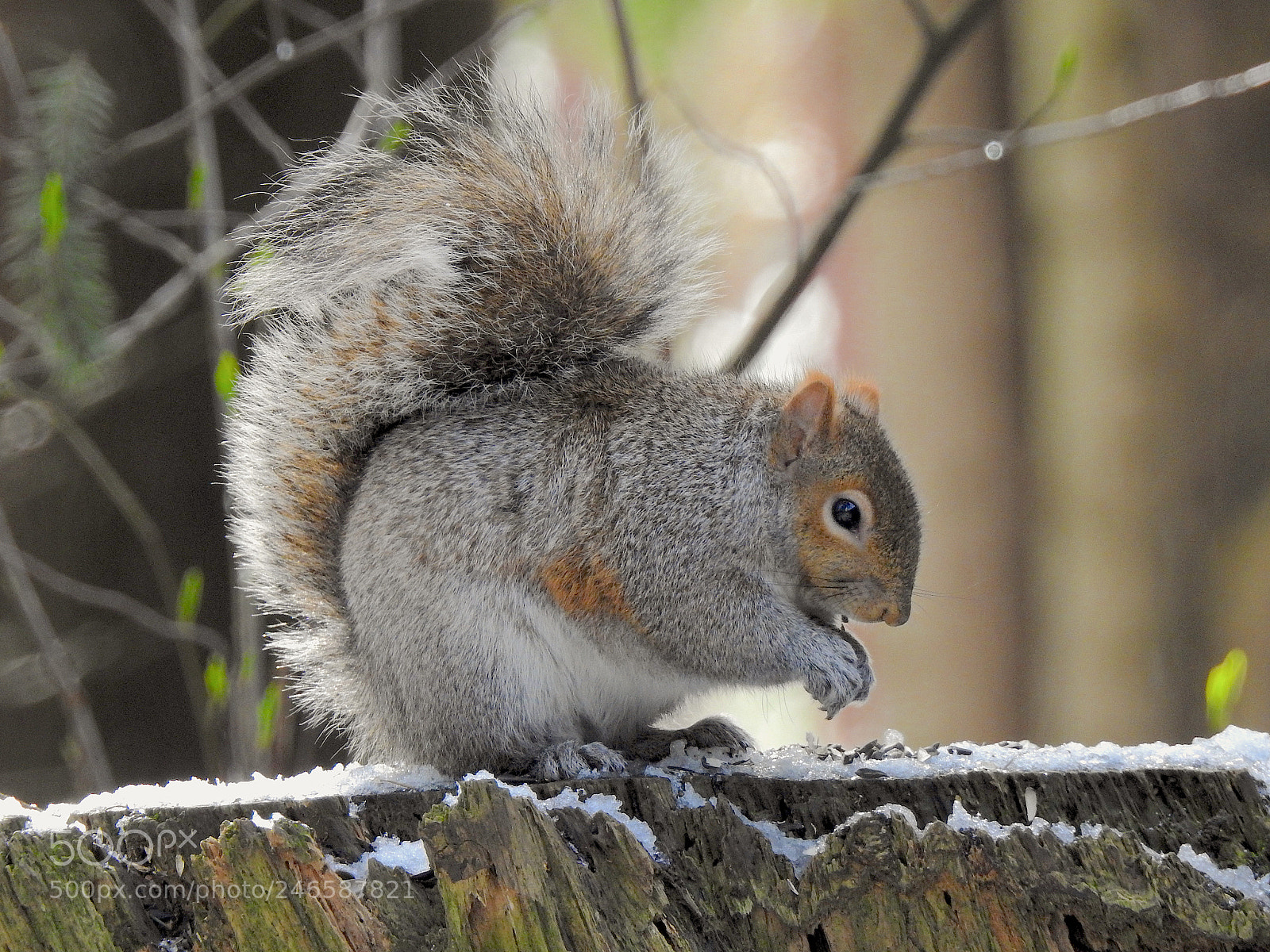 Nikon Coolpix P900 sample photo. Squirrel photography