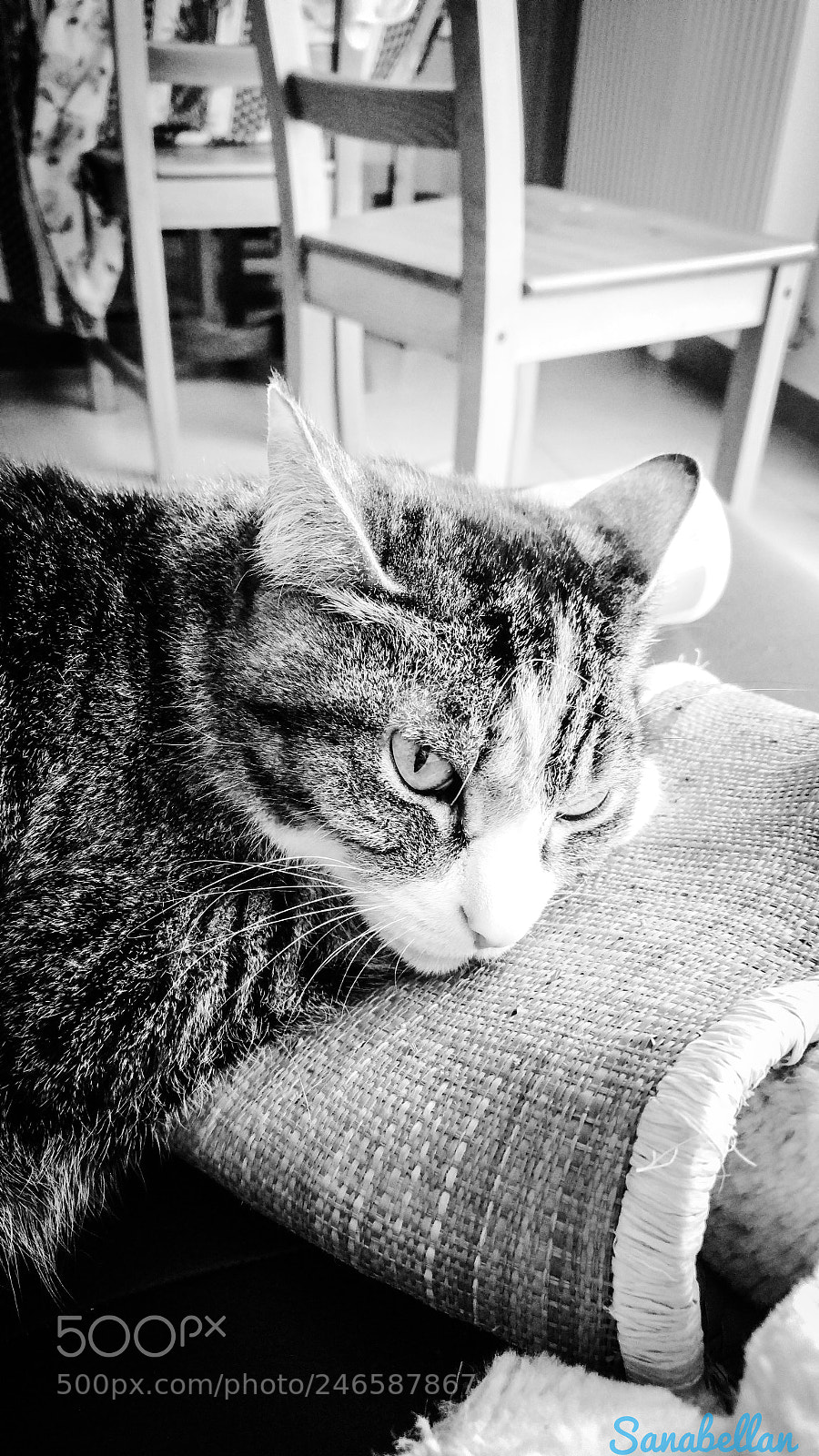 LG G4 sample photo. Remos photography