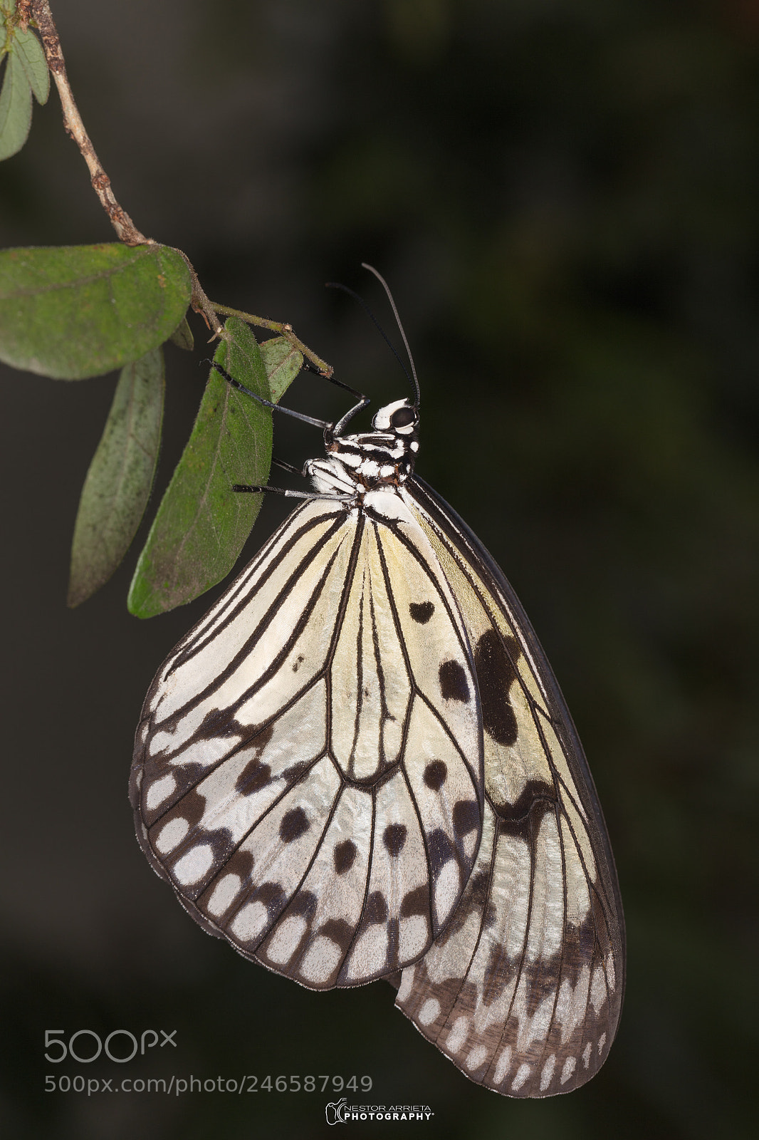 Canon EOS 5DS R sample photo. Tree nymph complete photography