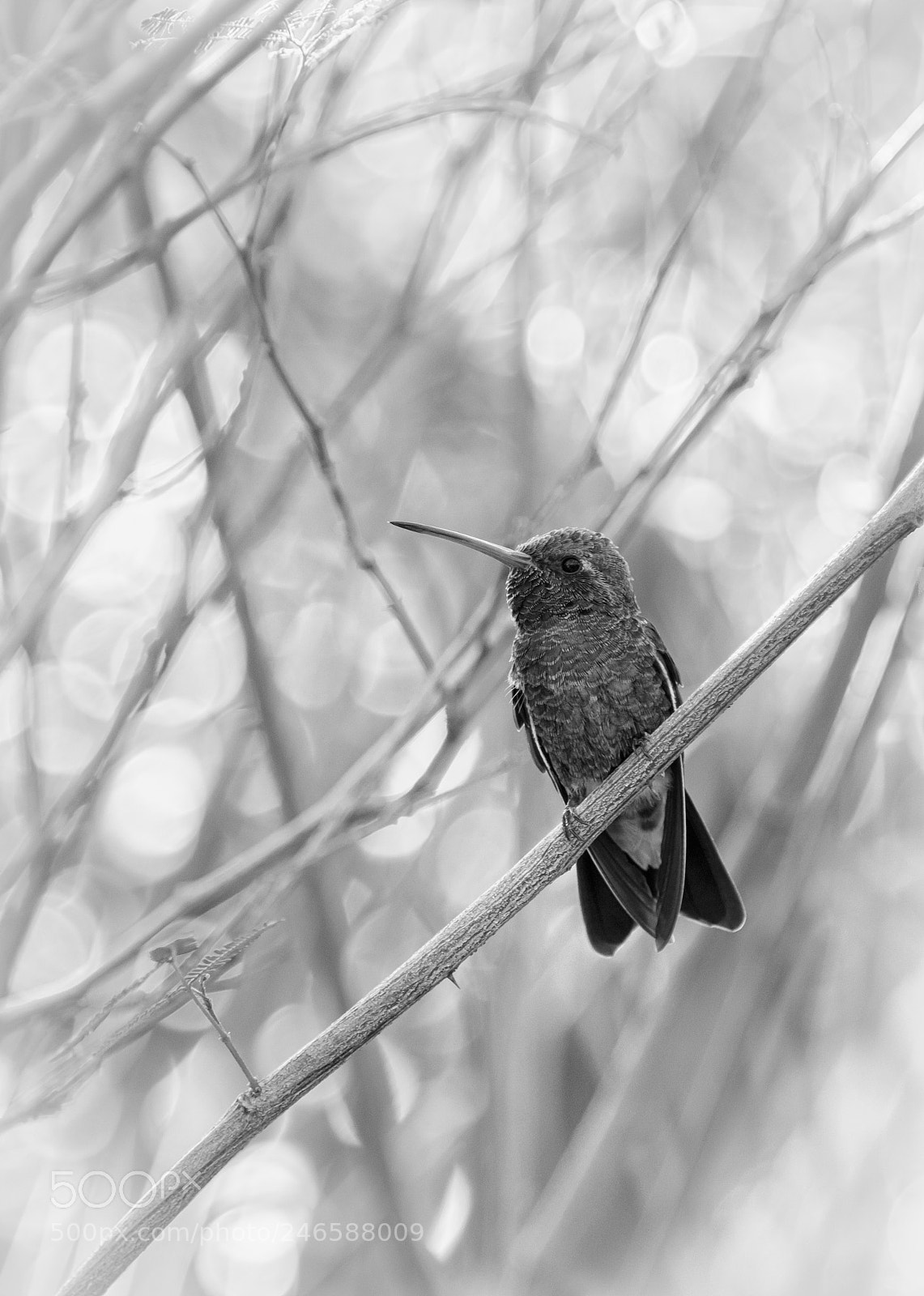 Canon EOS 7D Mark II sample photo. Lisa hlavinka azhummingbird photography