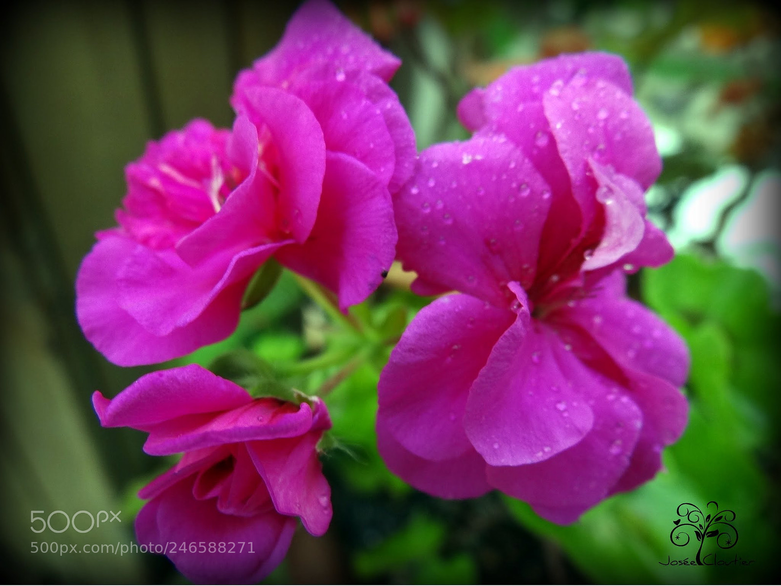 Sony Cyber-shot DSC-HX100V sample photo. Untitled photography