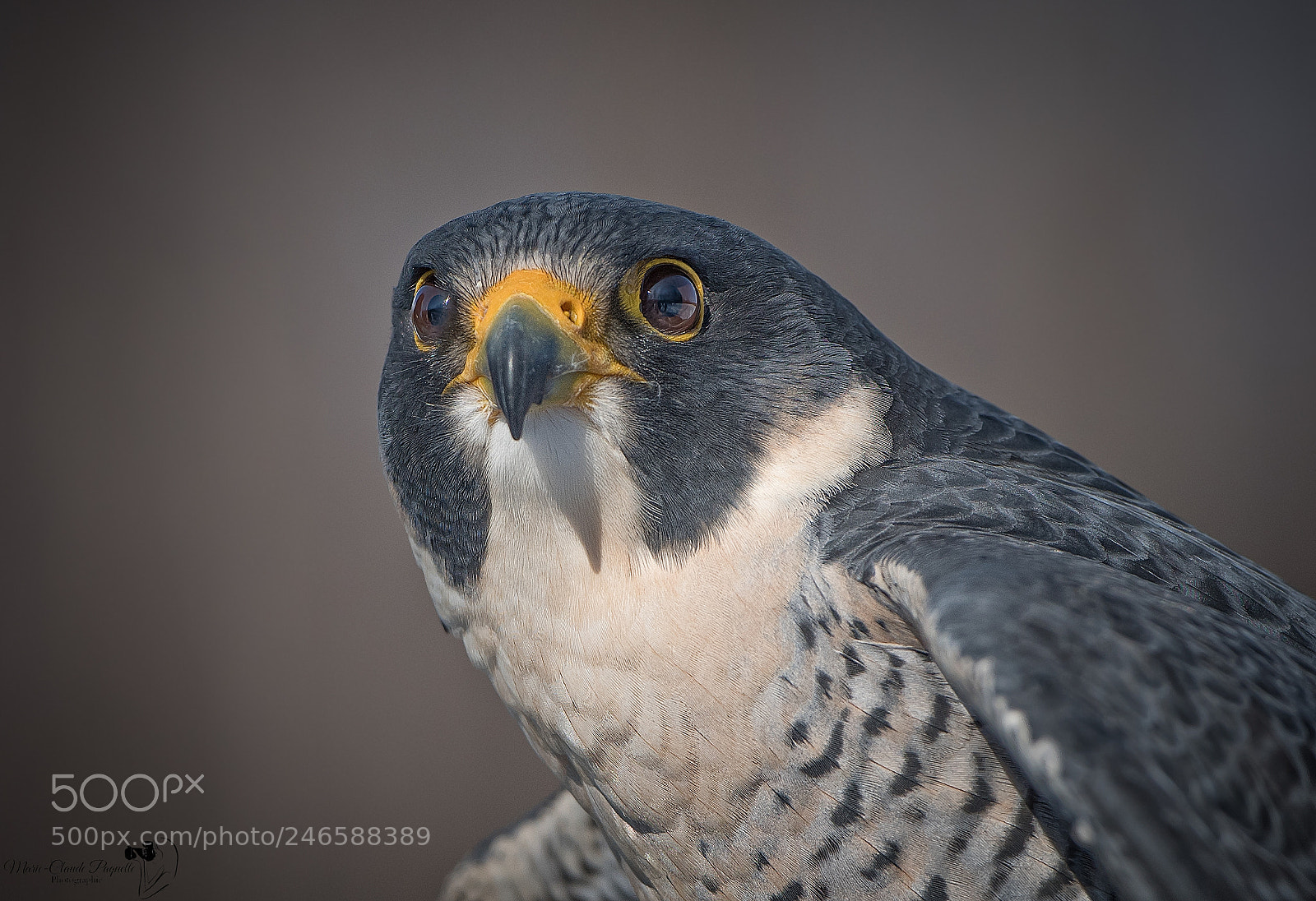 Nikon D810 sample photo. Faucon pellerin photography