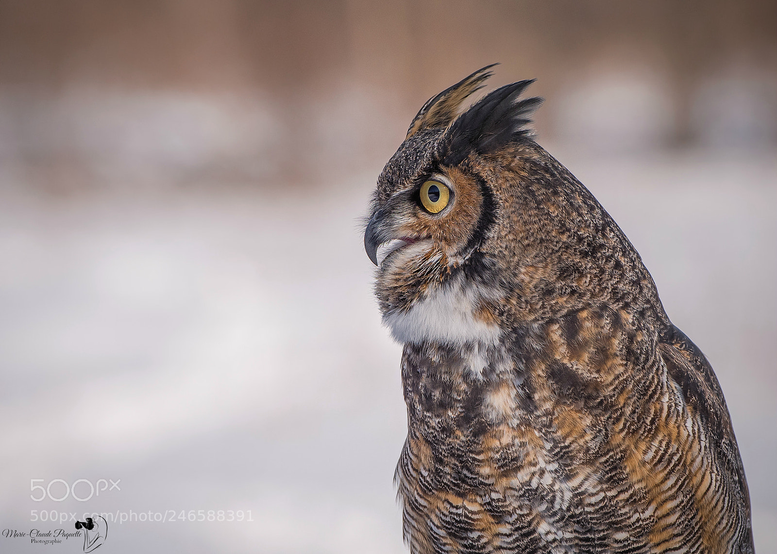Nikon D810 sample photo. Grand-duc photography