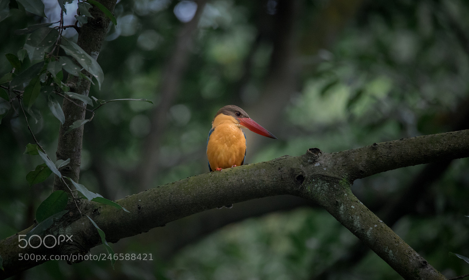 Canon EOS 6D Mark II sample photo. Untitled photography