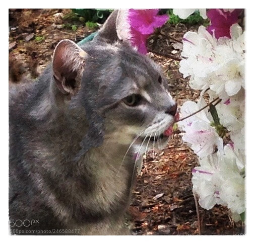 Apple iPhone 5 sample photo. Pharaoh loves flowers photography