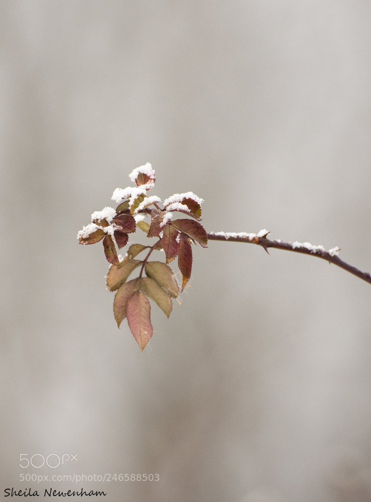 Nikon D7200 sample photo. Frost resting on bramble photography