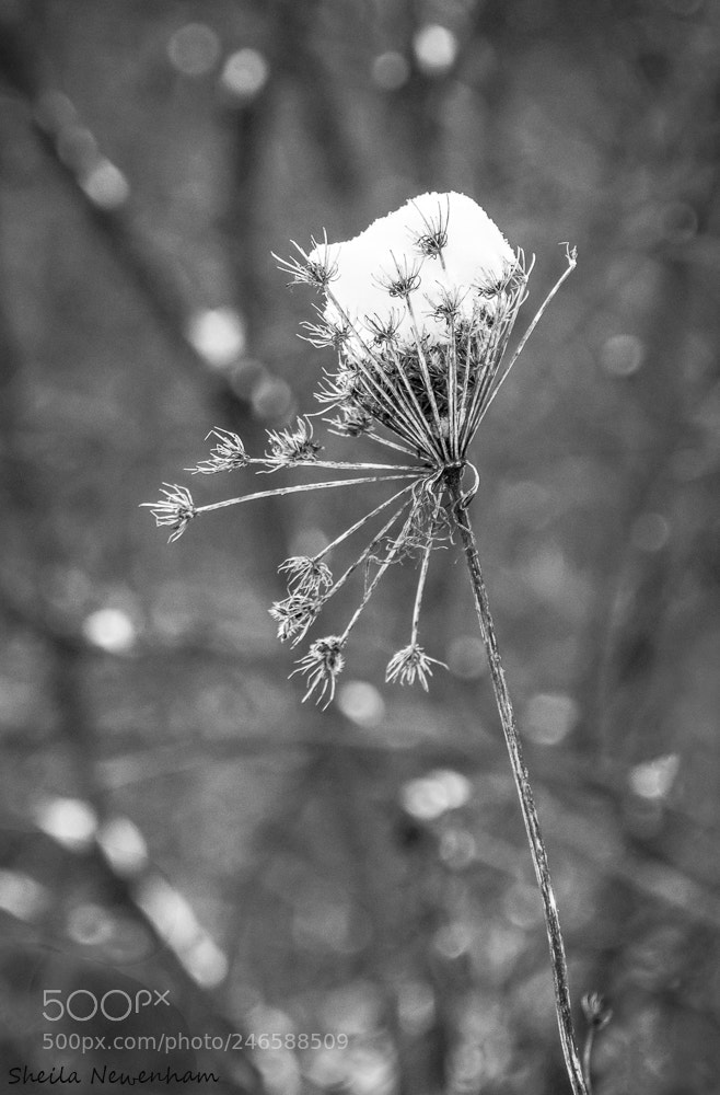 Nikon D7200 sample photo. Queen anne's snow photography