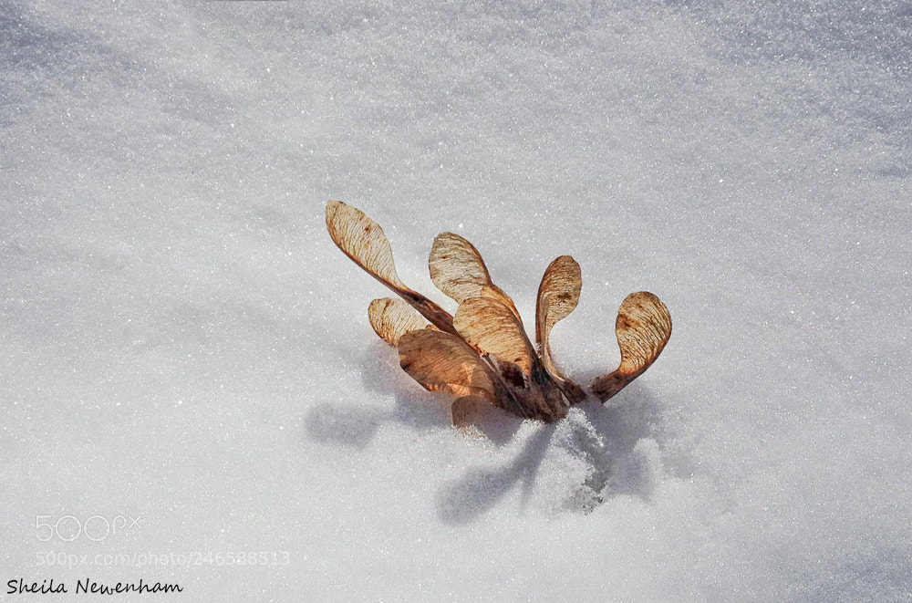 Apple iPhone 4S sample photo. Elm seeds in snow photography