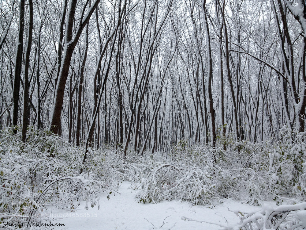 Apple iPhone 4S sample photo. Winter walking photography