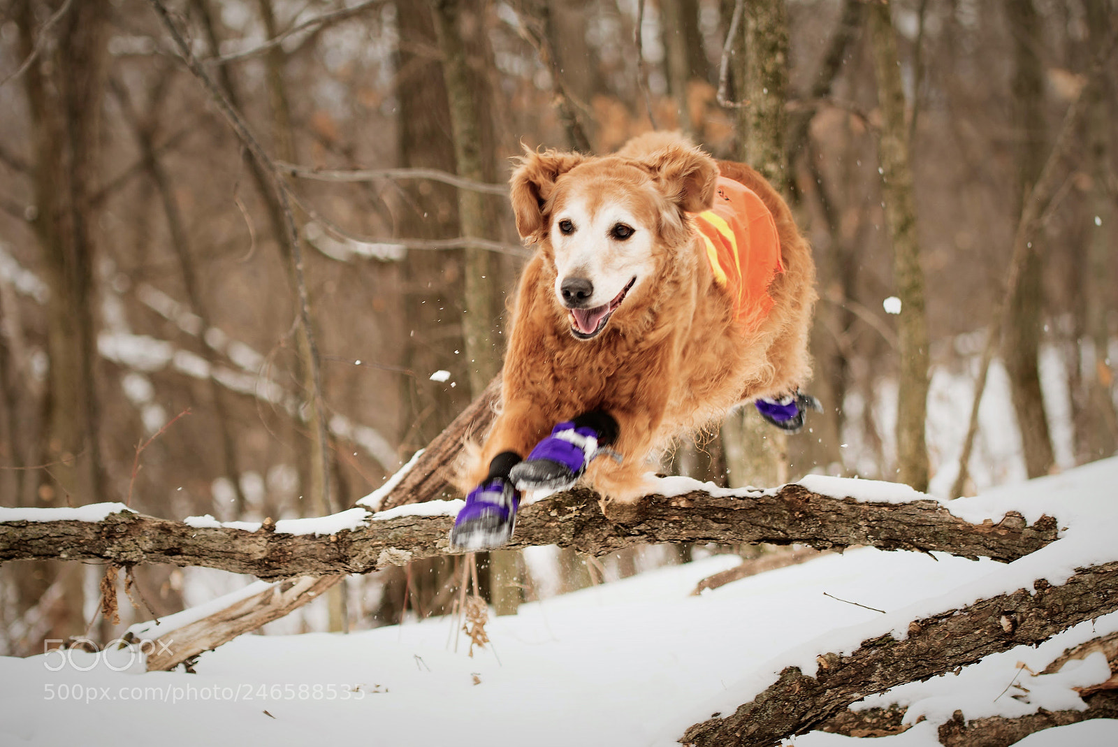 Nikon D7100 sample photo. Lucy leaps photography