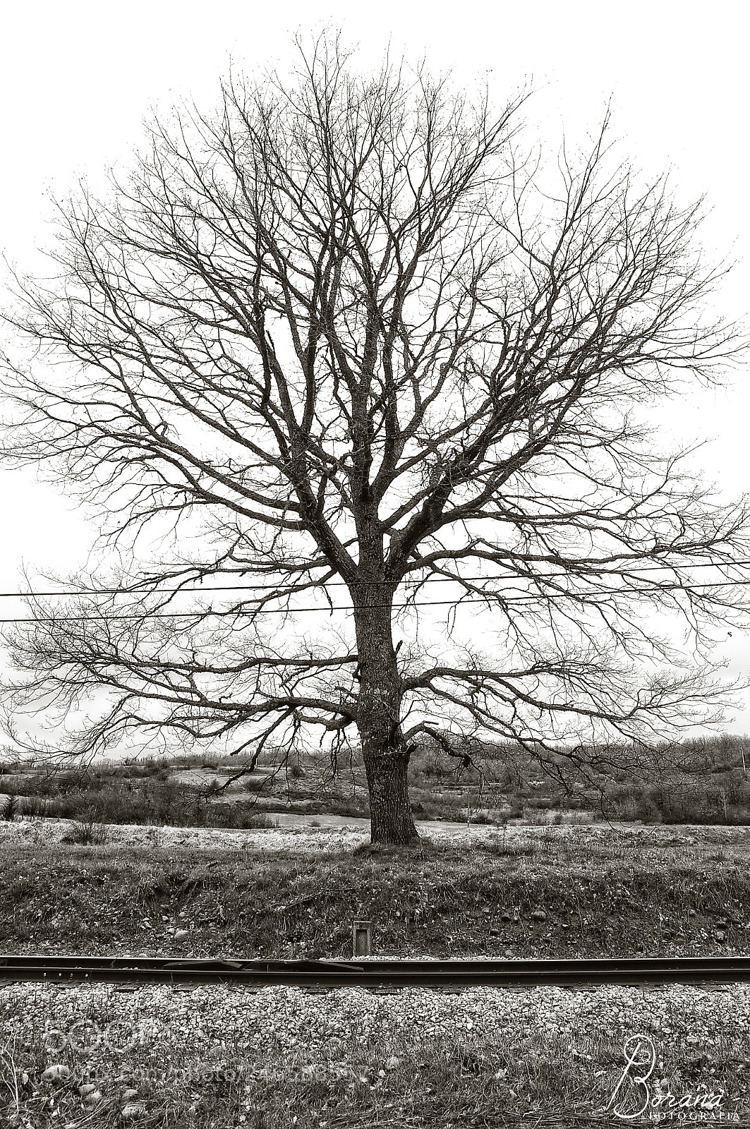 Nikon D300 sample photo. Tree photography