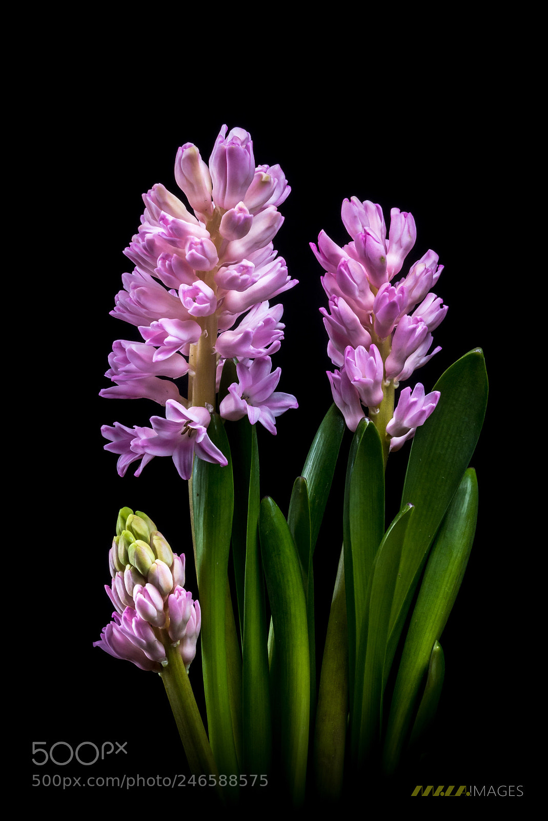 Panasonic Lumix DMC-FZ200 sample photo. Pink hyacinth photography