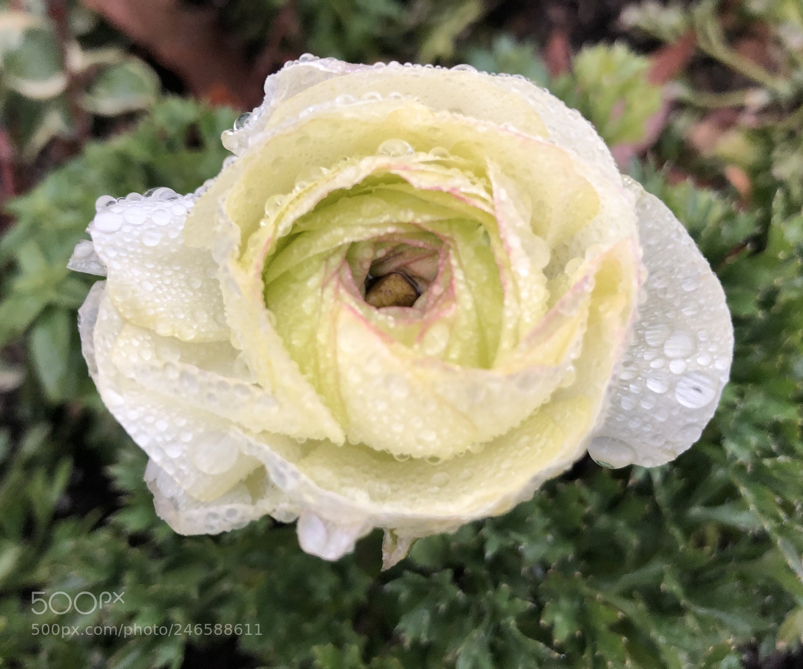 Apple iPhone X sample photo. Untitled photography