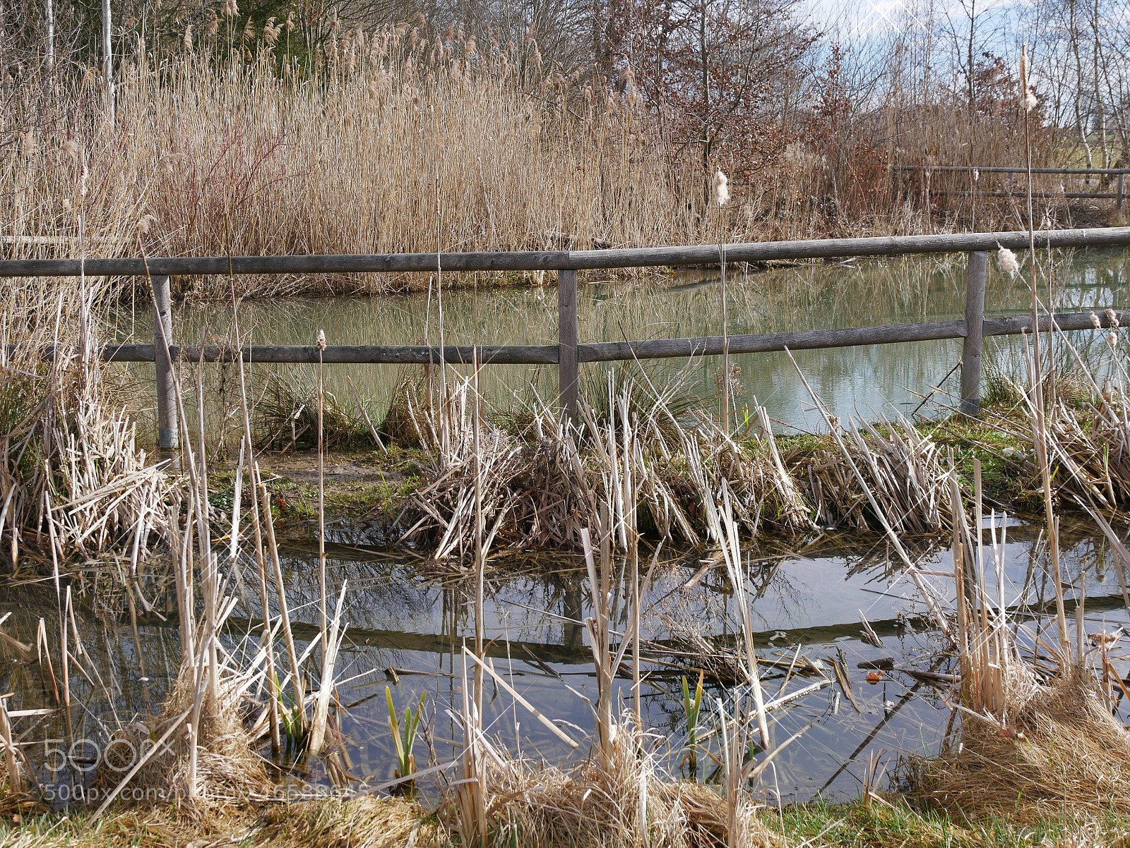Panasonic DMC-G70 sample photo. Grasses on the water photography