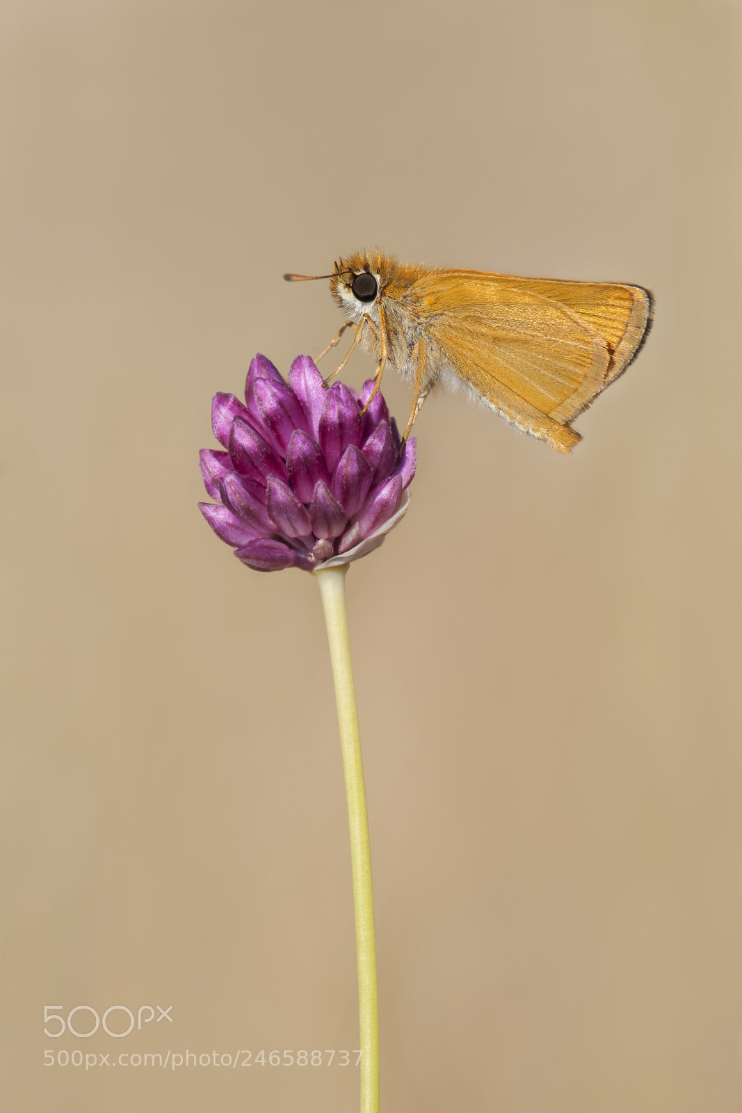 Nikon D90 sample photo. Thymelicus acteon photography