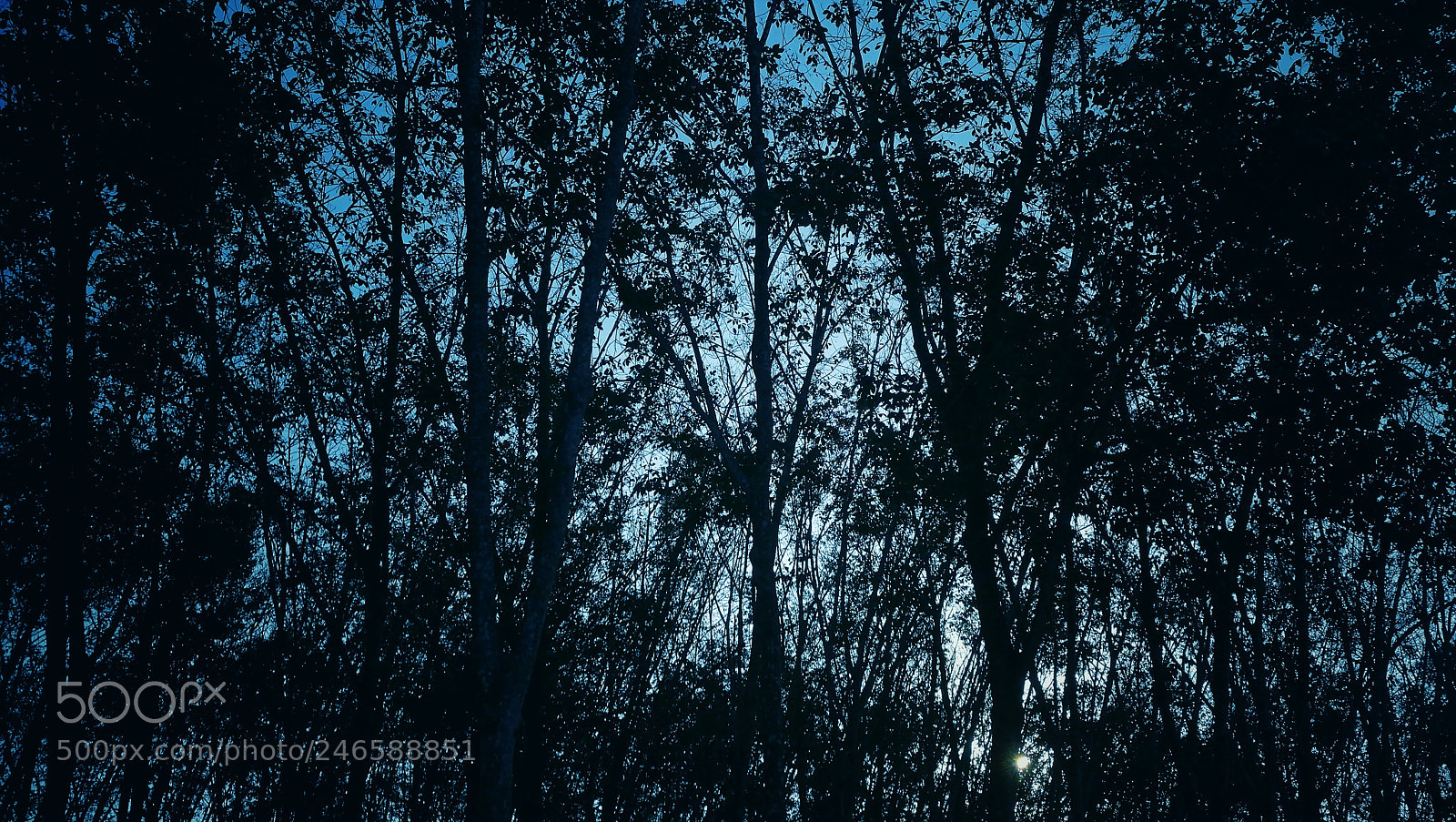 HUAWEI P9 sample photo. Discover the forest photography