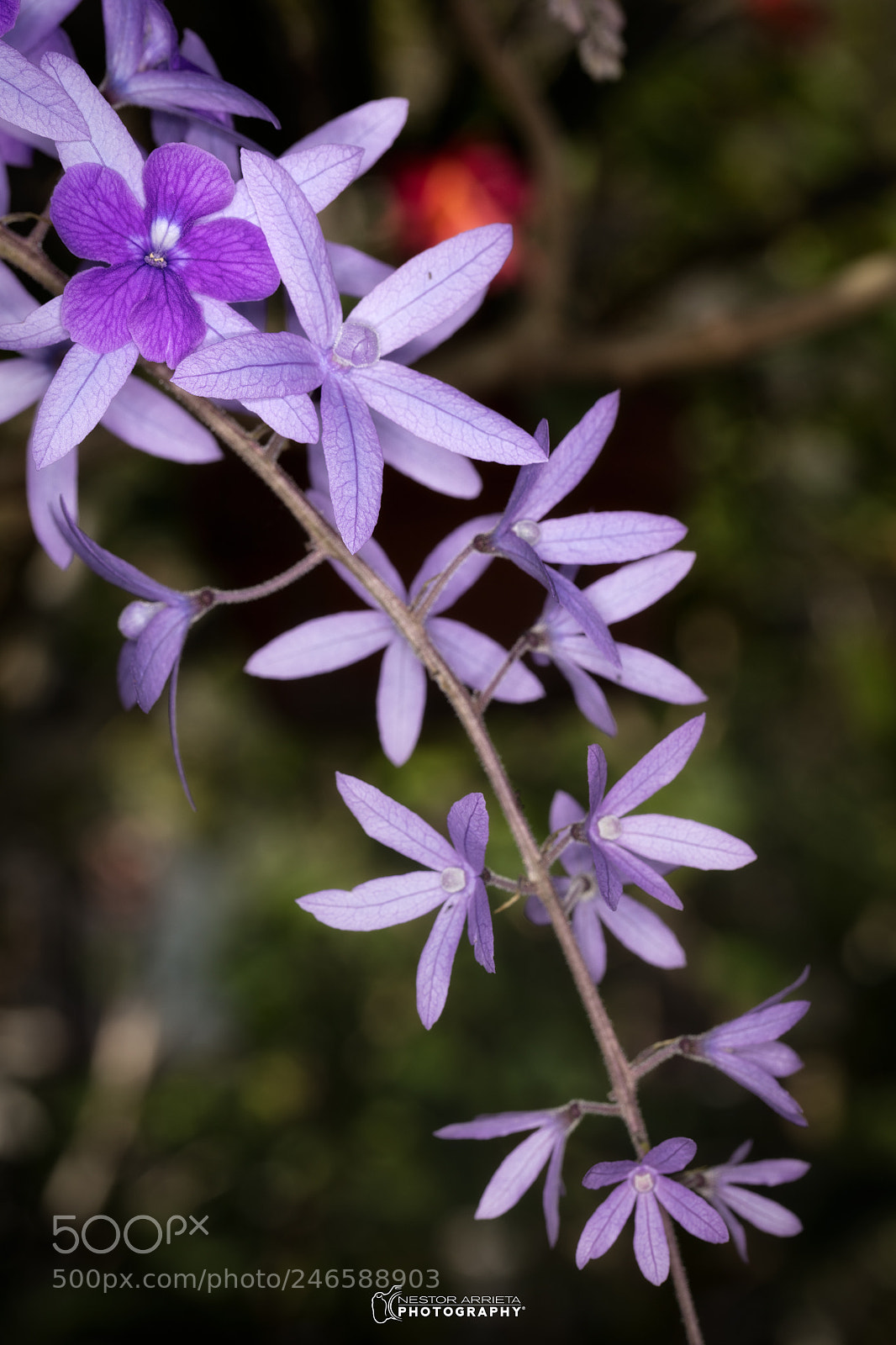 Canon EOS 5DS R sample photo. Petrea racemosa photography