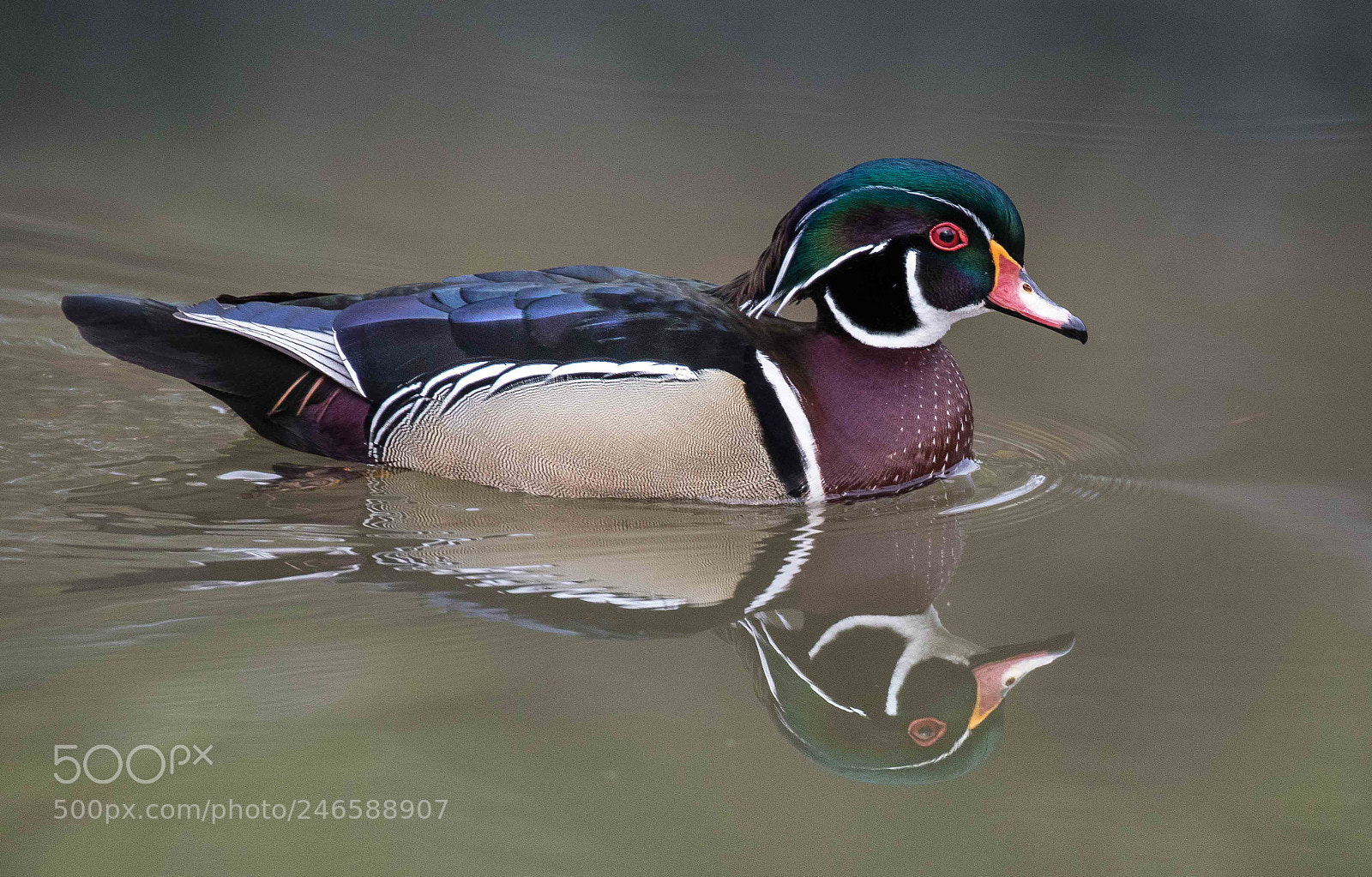 Canon EOS 7D Mark II sample photo. Wood duck photography
