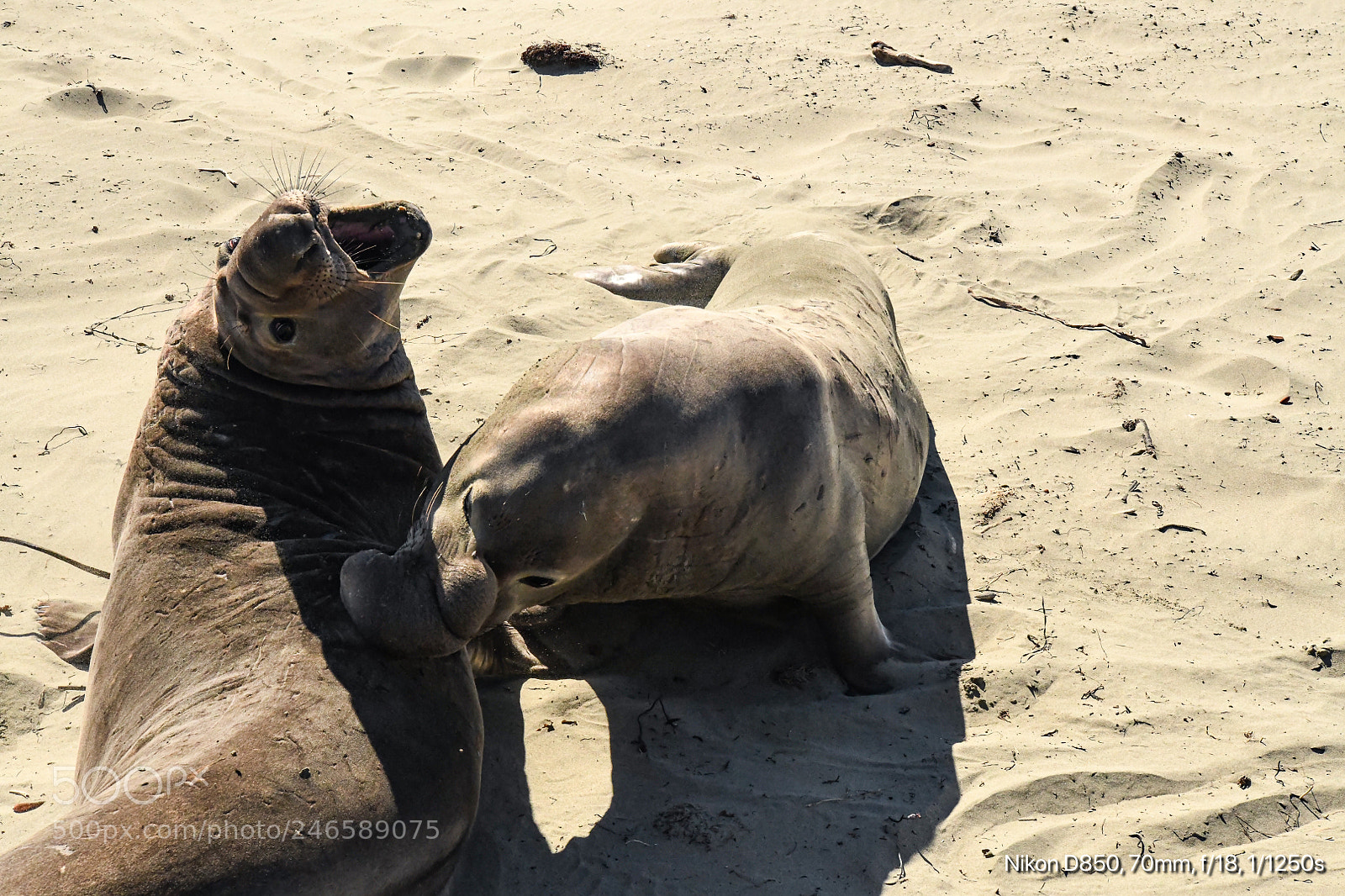 Nikon D850 sample photo. Elephant seals fighting photography