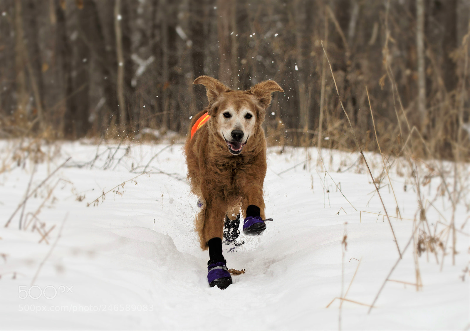 Nikon D7100 sample photo. Lucy in booties and photography
