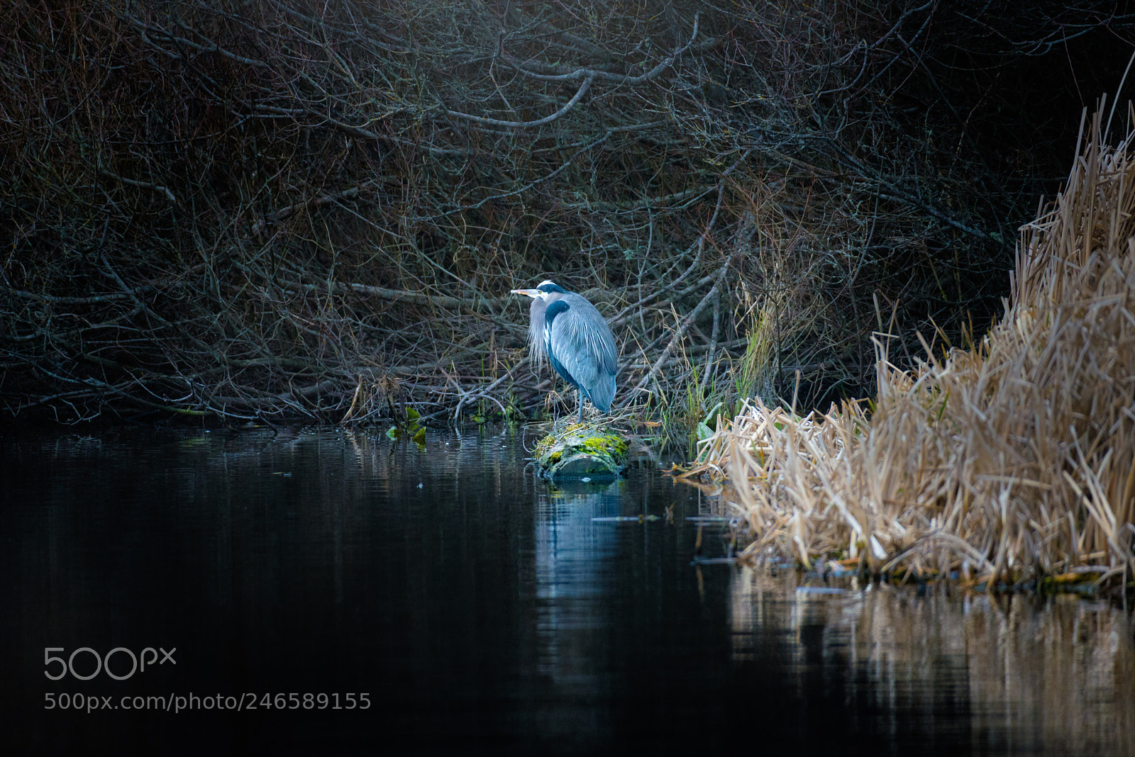 Nikon D610 sample photo. Blue heron photography