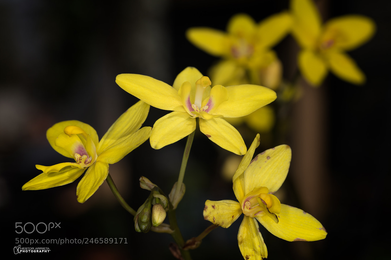 Canon EOS 5DS R sample photo. Desconosida photography