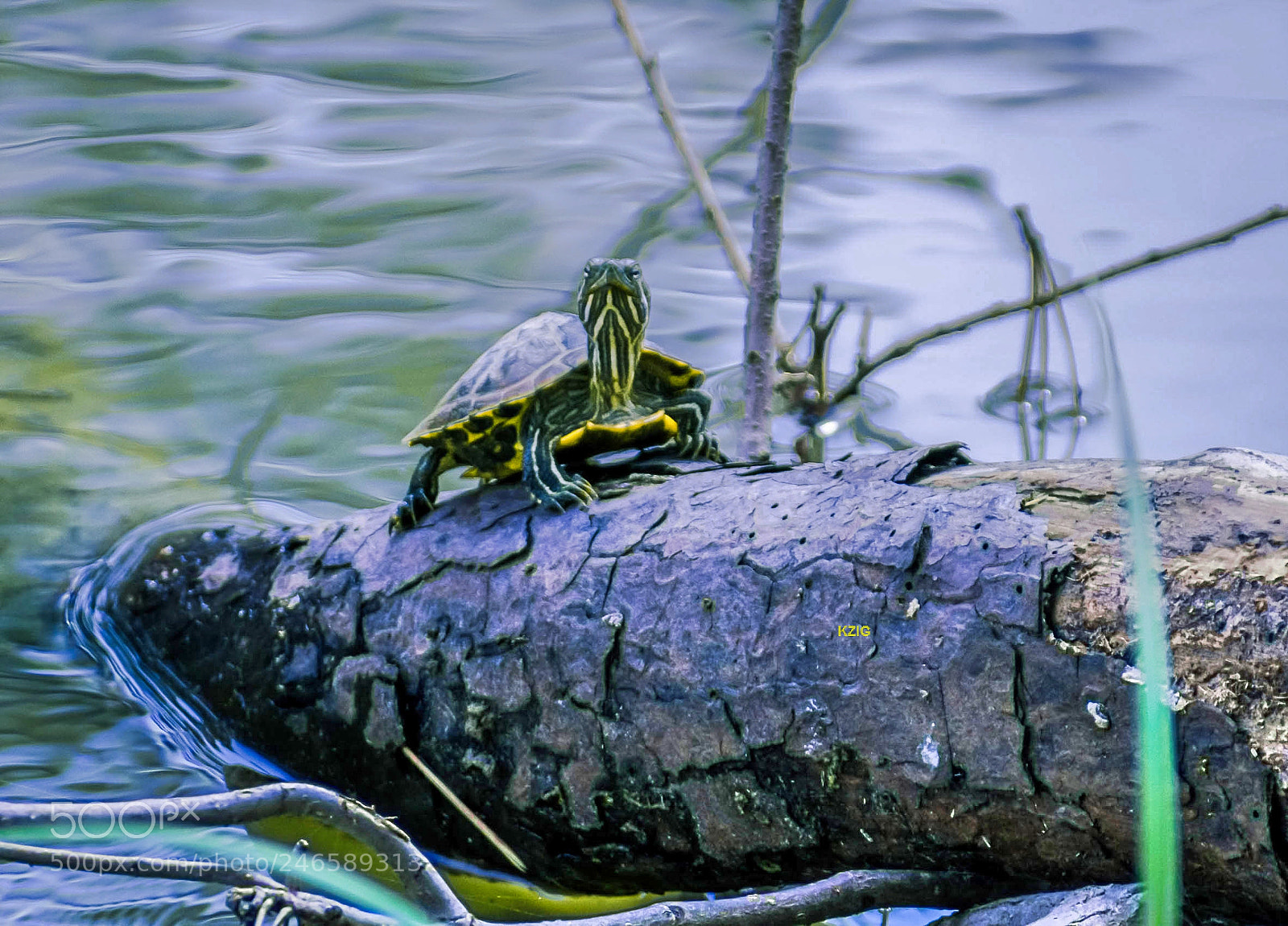 Nikon D3400 sample photo. Painted turtle photography