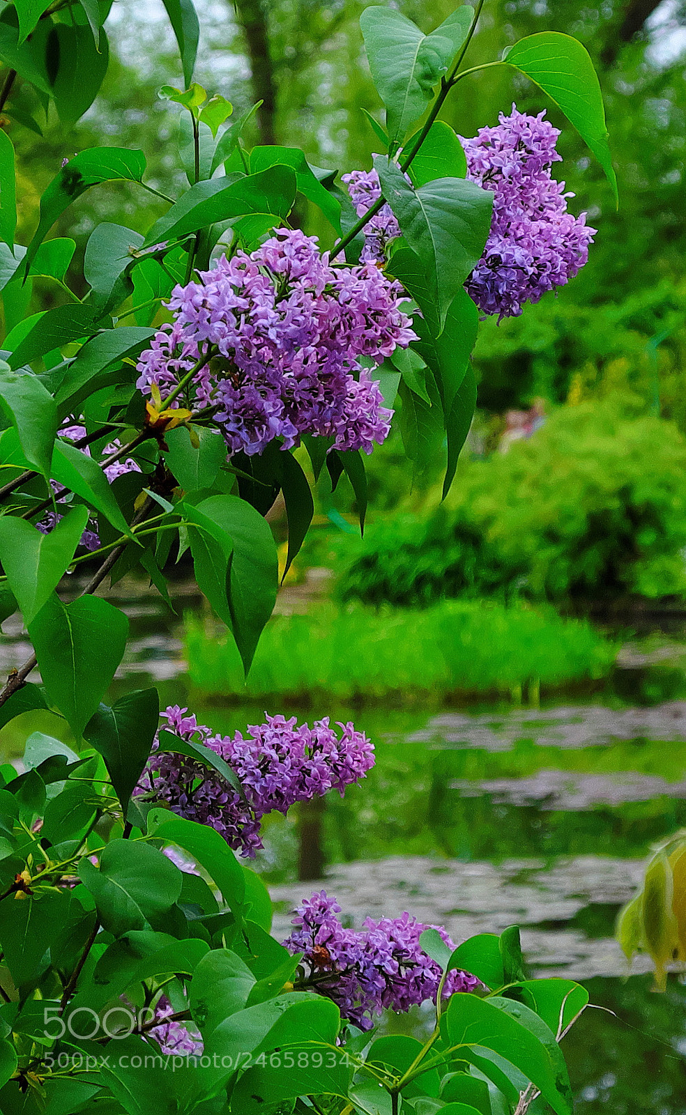 Fujifilm X-E2 sample photo. Giverny photography