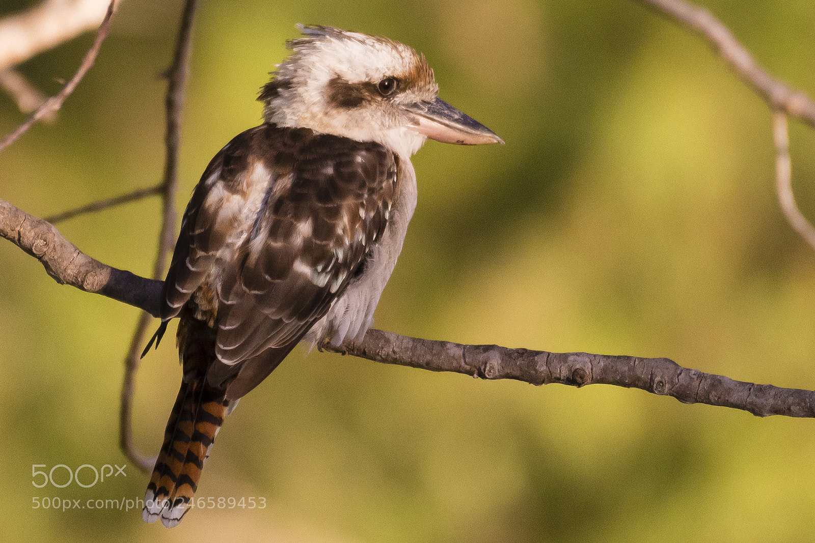 Nikon D7200 sample photo. Laughing kookaburra photography