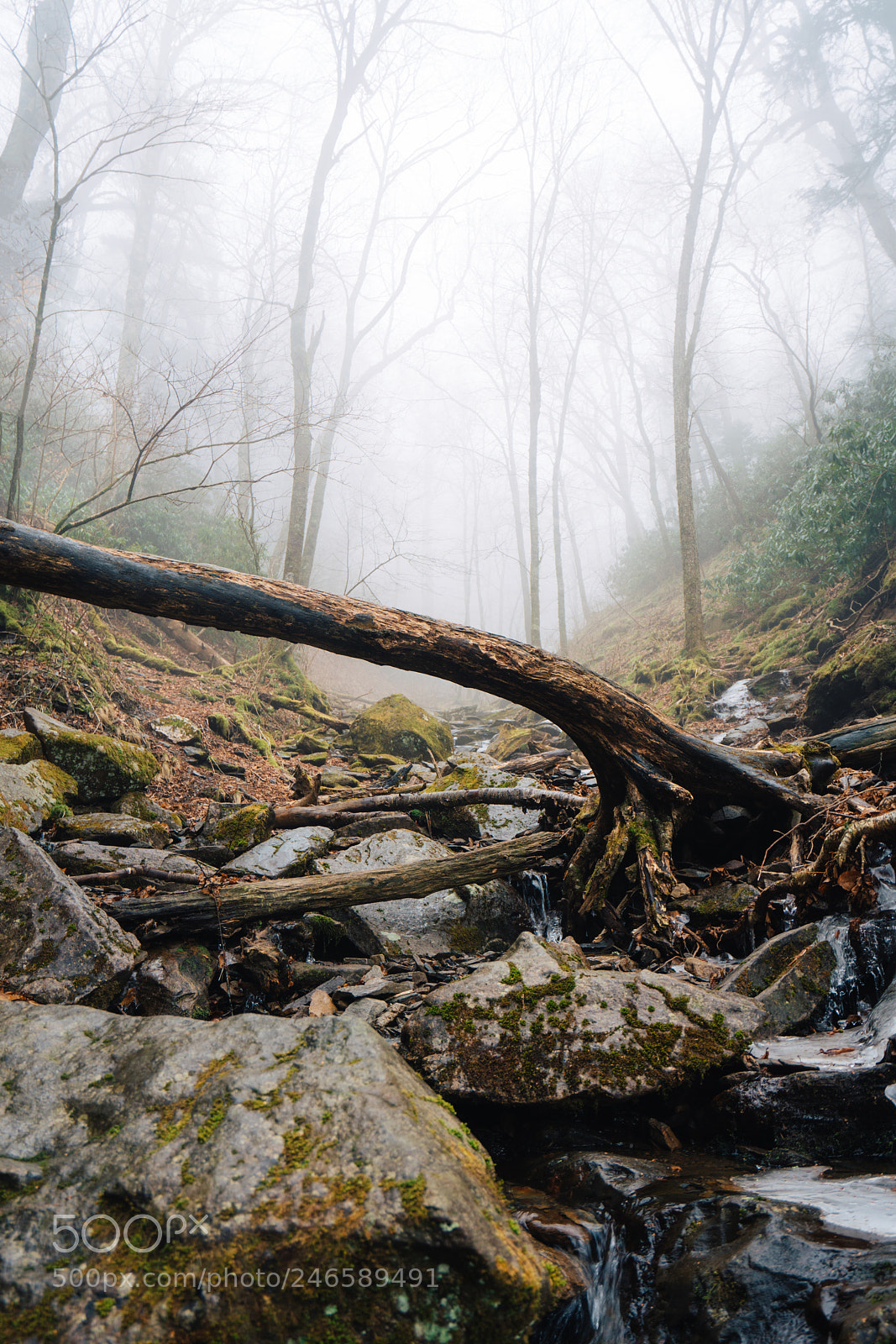 Sony a7R III sample photo. Smoky mountain national park photography