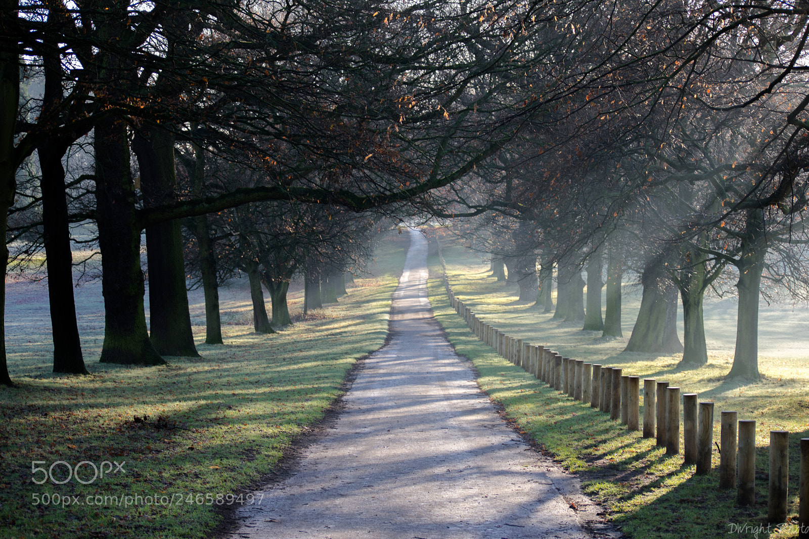 Nikon D3400 sample photo. Wollaton hall trees photography