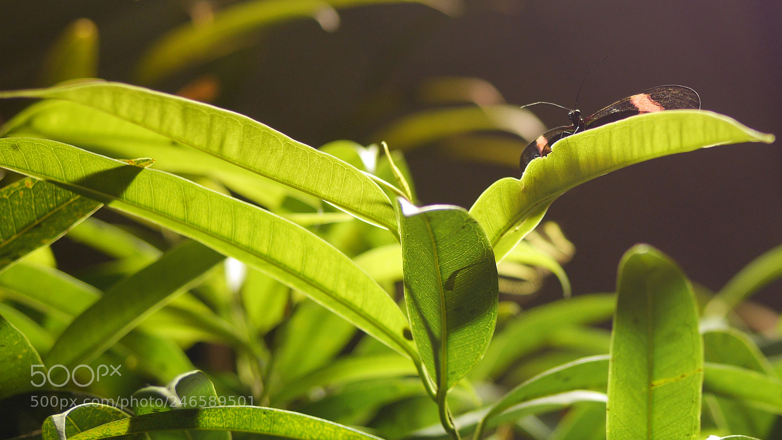 Panasonic Lumix DMC-GH3 sample photo. Well hello little guy photography