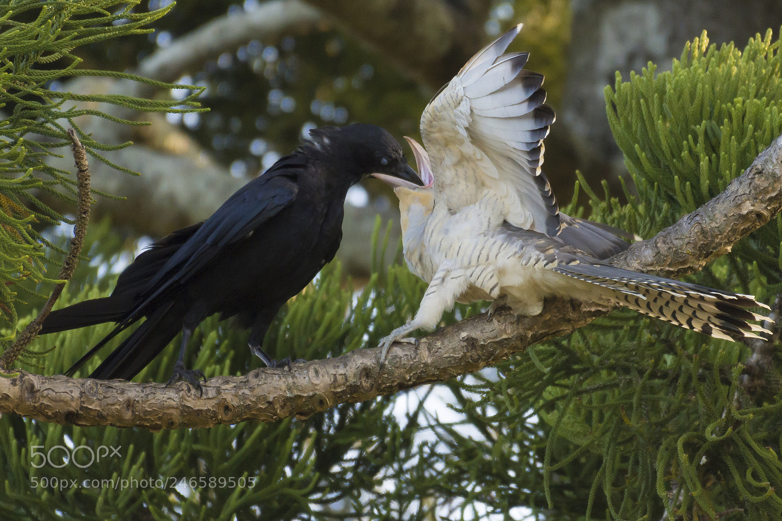 Nikon D7200 sample photo. Crow feeding channel-billed cuckoo photography