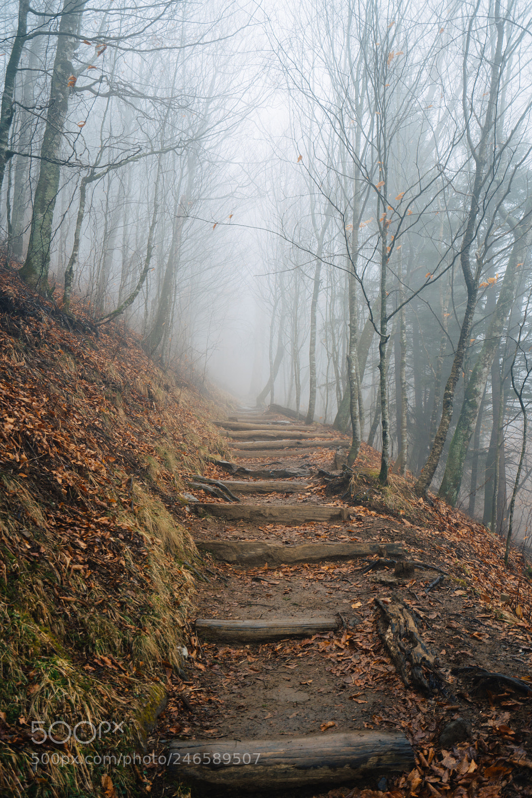 Sony a7R III sample photo. Into the woods ? photography