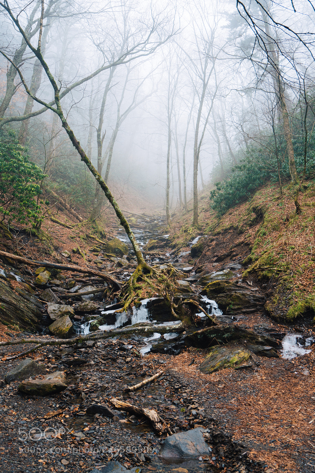 Sony a7R III sample photo. Into the woods ? photography